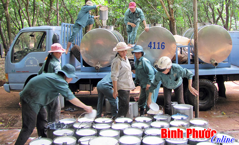 Cao su Lộc Ninh đạt kỷ lục sản lượng chế biến, cao su Bình Long vượt kế hoạch 1.600 tấn