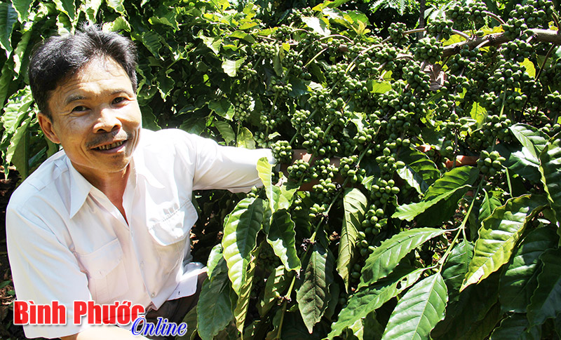 Cà phê ghép cho năng suất cao