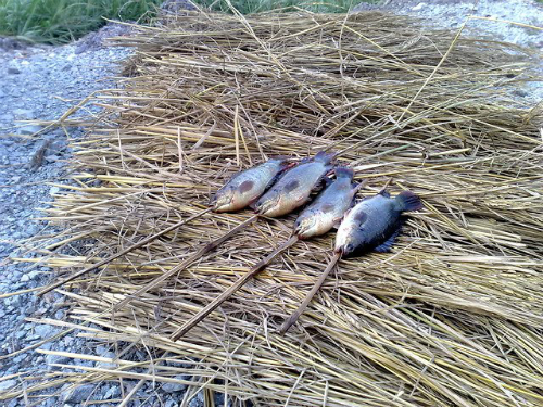 Đặc sản cá rô Đầm Sét xứ Thanh