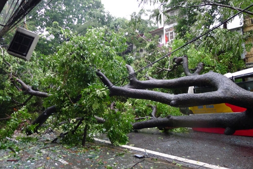 Tử nạn do c&acirc;y đ&egrave;