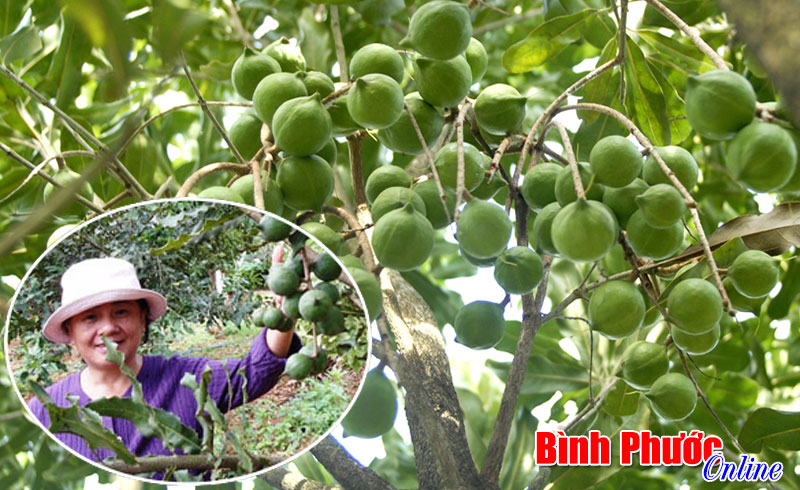 Cây “tỷ đô” có trồng được ở Bình Phước?