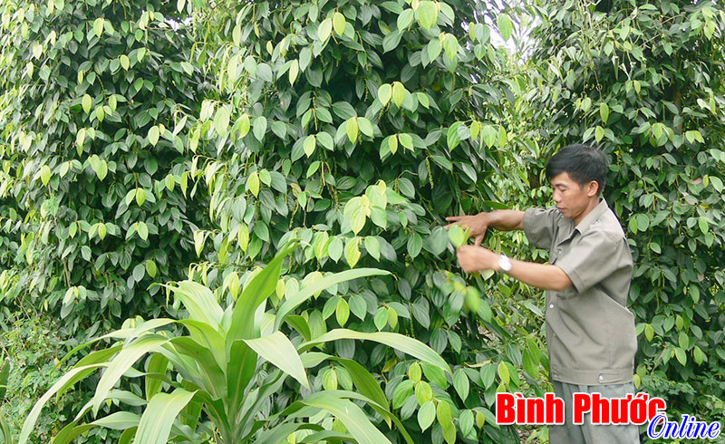 Ng&acirc;n h&agrave;ng Nh&agrave; nước chi nh&aacute;nh B&igrave;nh Phước trả lời kiến nghị của cử tri