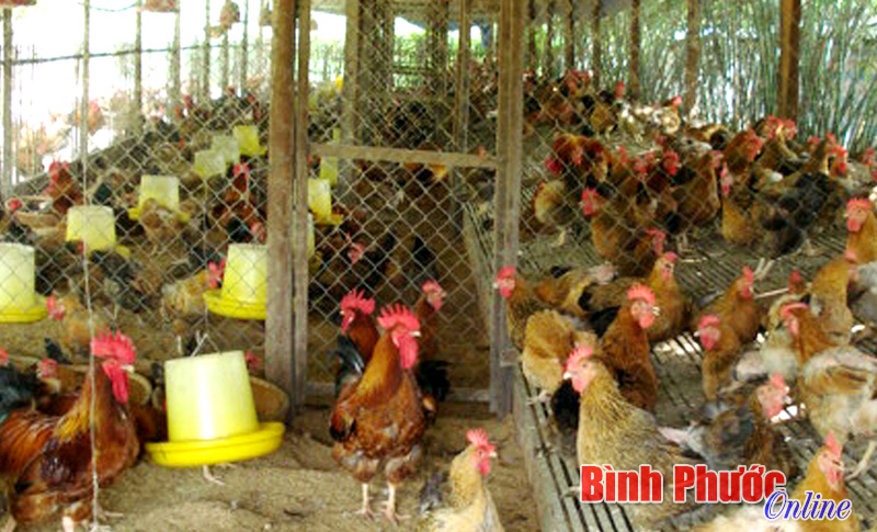 Chi cục Chăn nuôi - Thú y: Chủ động ngăn chặn dịch cúm gia cầm