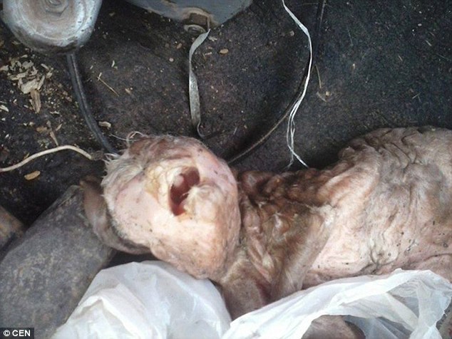 Phẫn nộ với hình ảnh của chú dê kỳ dị có khuôn mặt giống người