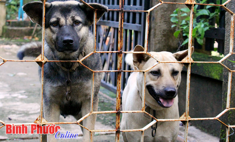 Người dân phải tự ý thức trong phòng chống bệnh dại