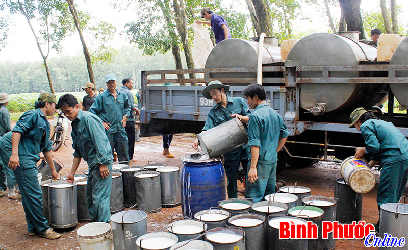 Cơ hội để ngành cao su lấy lại vị thế