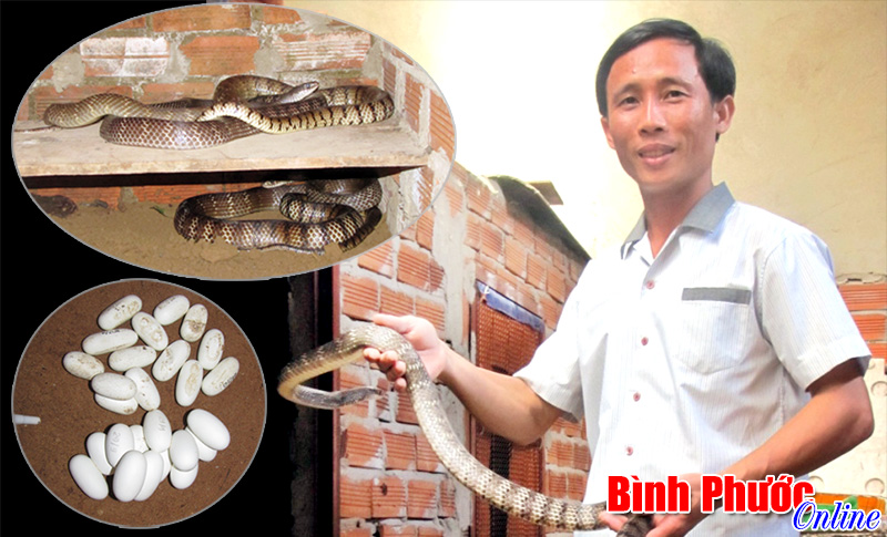 Đam mê với rắn ráo trâu