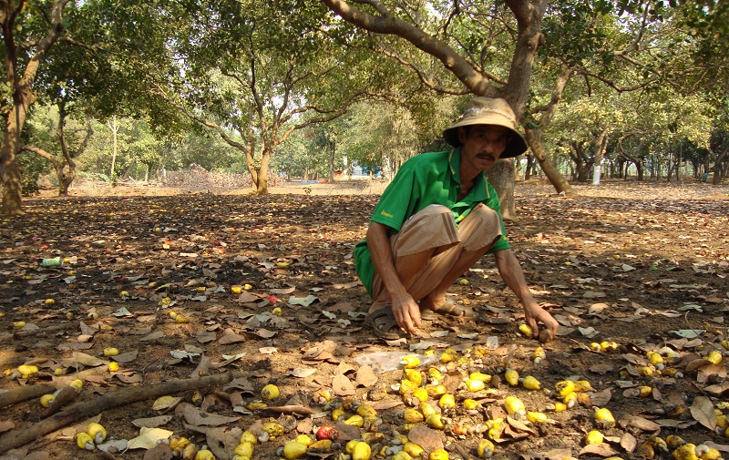 Chú trọng xây dựng nhiều mô hình vườn điều năng suất cao