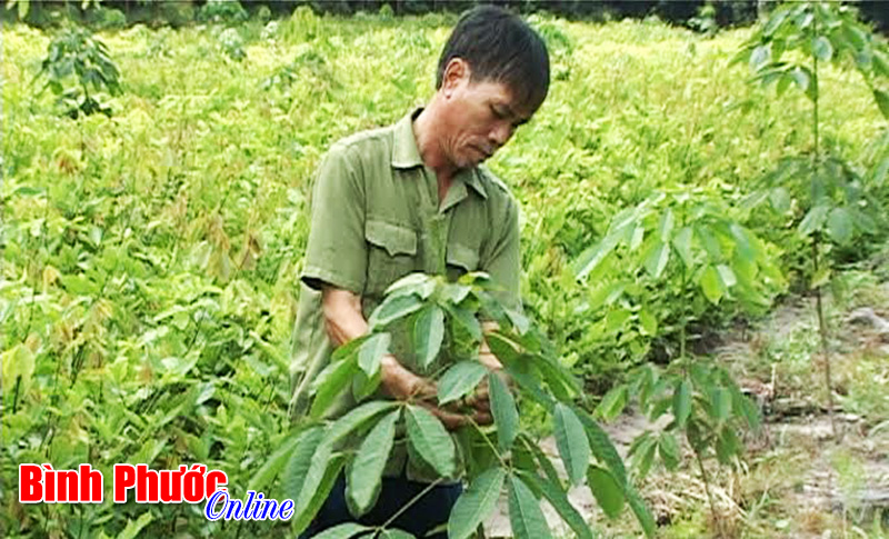 Nông dân Đồng Nơ vẫn chờ “vàng trắng”