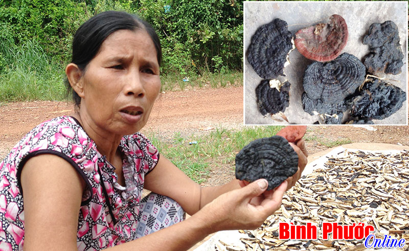 Đổ xô đi tìm nấm linh chi
