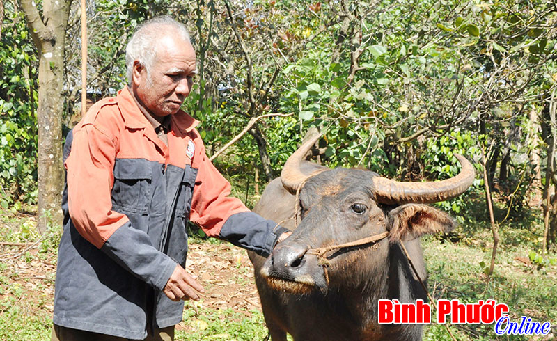 Dự án hỗ trợ trâu cho đồng bào dân tộc thiểu số có thật sự hiệu quả?