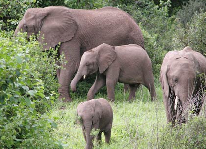 Bù Đăng thực hiện chủ trương bảo tồn và phát triển đàn voi