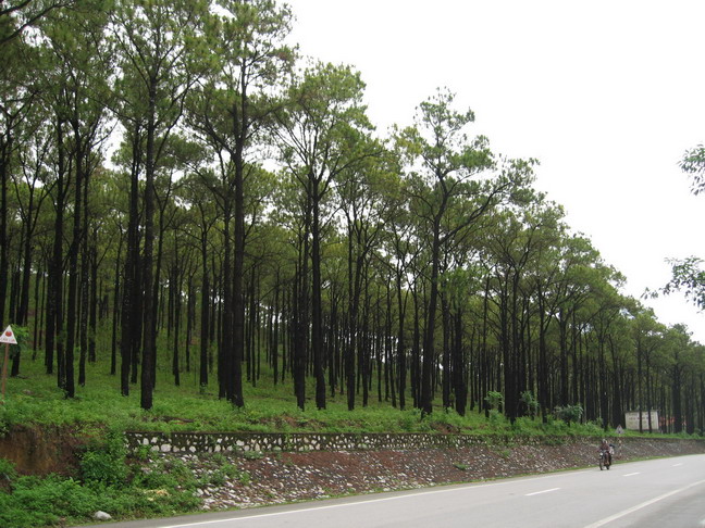 Nguyên tắc sắp xếp các công ty nông, lâm nghiệp                                