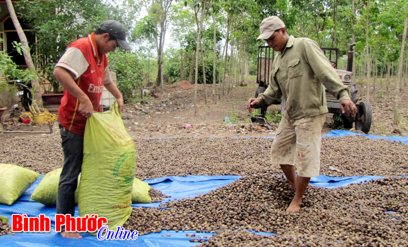 Giá điều thô nguyên liệu tăng