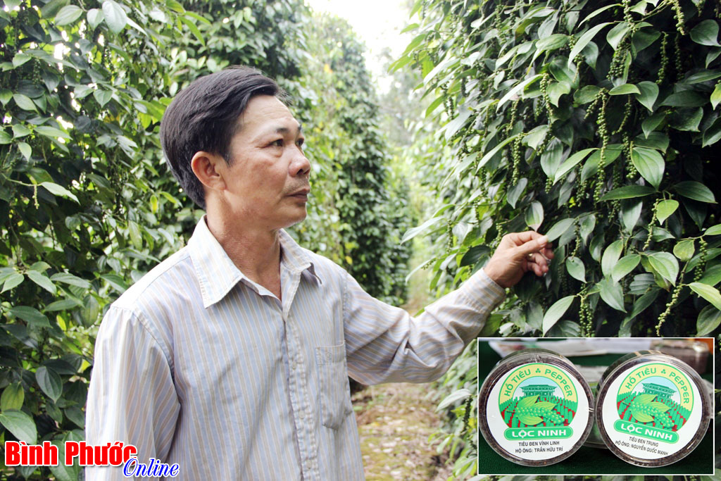 Giá trị thương hiệu hồ tiêu Lộc Ninh đang ở đâu?