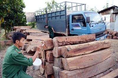 Bộ đội Bi&ecirc;n ph&ograve;ng bắt giữ hơn 40m3 gỗ lậu