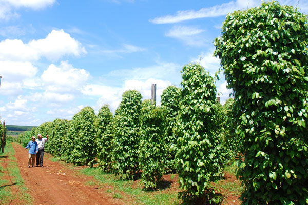 Lộc Ninh thu ngân sách 115,598 tỷ đồng