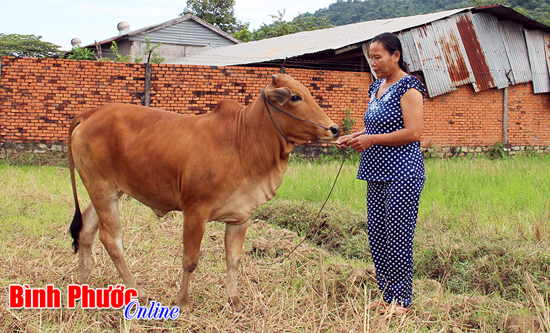 Hội chữ thập đỏ thị xã Phước Long - chỗ dựa của người yếu thế