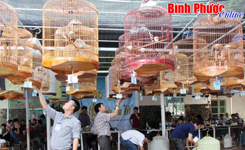 Chích chòe lửa thi hót hay