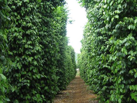 Trạm khuyến nông Đồng Phú hội thảo đầu bờ cải tạo vườn tiêu