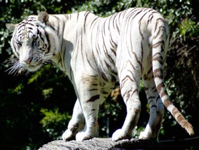 Chiêm ngưỡng loài hổ trắng cực hiếm tại Việt Nam