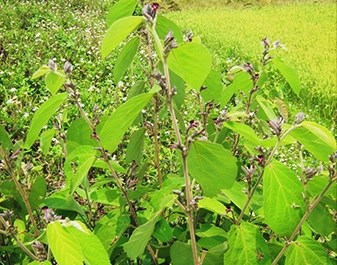 Bổ sung thêm 1 đề tài nghiên cứu khoa học và công nghệ trong năm 2015