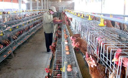 Cổ phần hóa doanh nghiệp nông, lâm còn nhiều vướng mắc