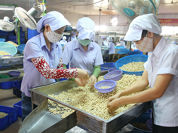 Đề án phát triển ngành điều bền vững sẽ trình kỳ họp cuối năm HĐND tỉnh