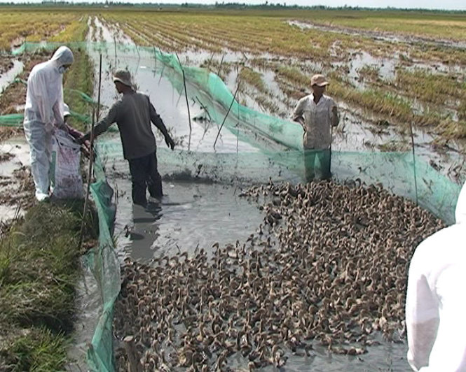 Cà Mau xuất hiện ổ cúm gia cầm