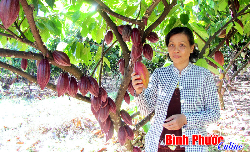 Làm giàu từ ca cao xen điều