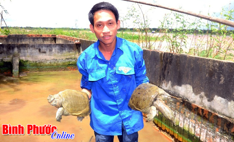 Làm giàu từ nuôi ba ba và cất vó