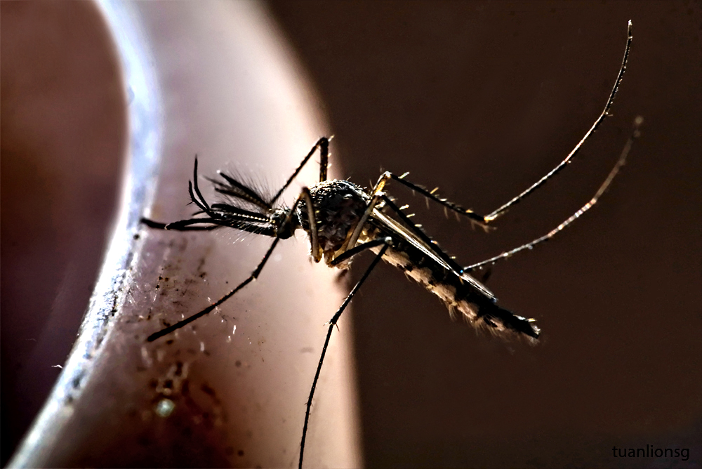 Sốt xuất huyết bùng phát ở Đồng Phú