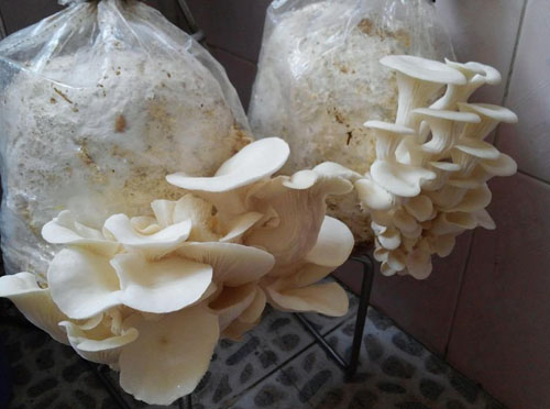 Đua nhau trồng nấm tại gia