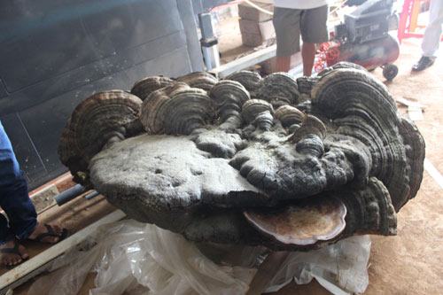 Tìm thấy cây nấm khổng lồ nặng hơn 200kg