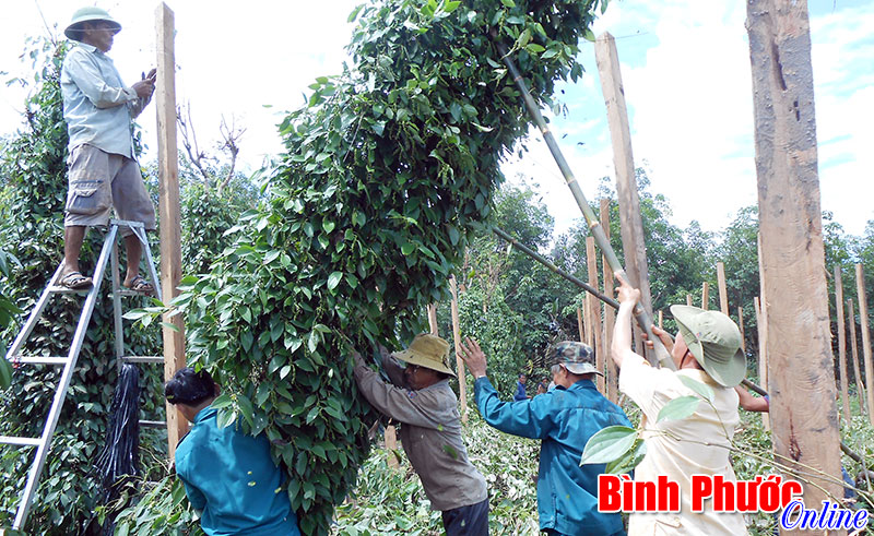 Nghĩa tình nơi cơn lốc đi qua