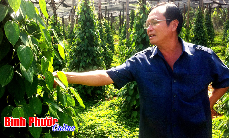 Những cựu chiến binh làm kinh tế giỏi ở Long Bình