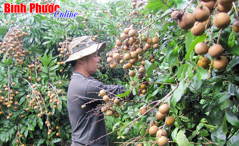 Nông dân Thanh Lương: Giàu nhờ nhãn tiêu da bò