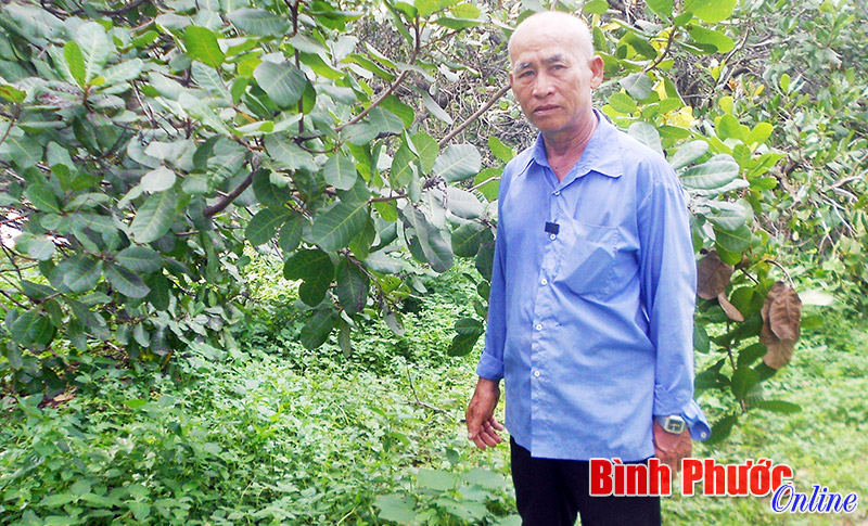 Nông dân sản xuất giỏi đam mê nghề thuốc