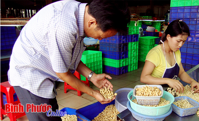 Nông dân và doanh nghiệp chế biến điều chưa tìm được tiếng nói chung