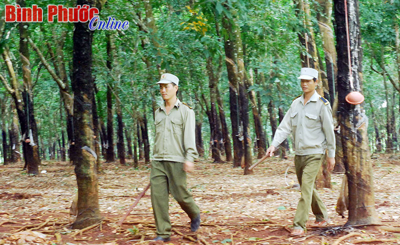 Nông trường 4 có 80% hộ công nhân khá, giàu