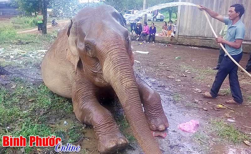 Nuôi voi làm du lịch ở Bình Phước: Giấc mơ sắp thành  hiện thực?