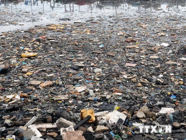 1,5 triệu động vật trên đại dương chết vì rác nhựa mỗi năm