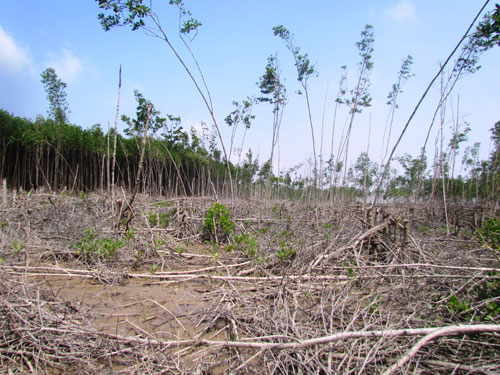 Lâm tặc chặt trắng rừng