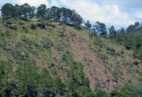 Chuyển đất rừng ra khỏi... rừng