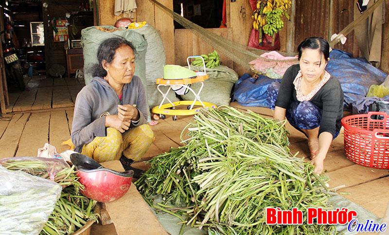 Sản vật thiên nhiên “Quà tặng mưu sinh” của đồng bào