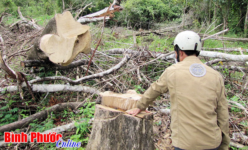 Sẽ dừng khai thác gỗ rừng trên toàn quốc