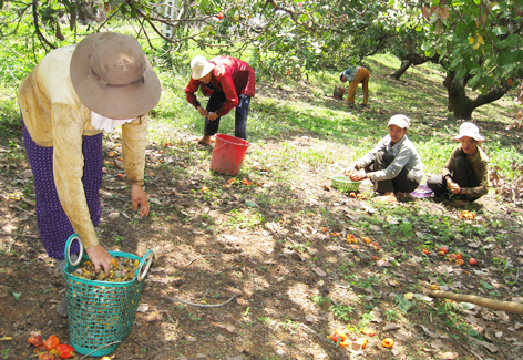 1.600 hộ dân tộc thiểu số bán điều non, cầm cố và bán đất