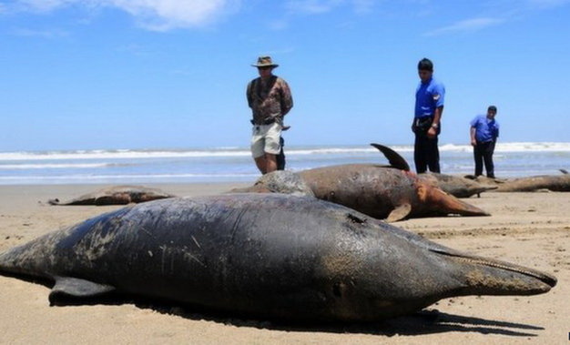 Peru điều tra sư tử biển chết la liệt một cách bí ẩn