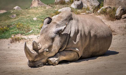 Chỉ còn 5 tê giác trắng phương bắc trên thế giới