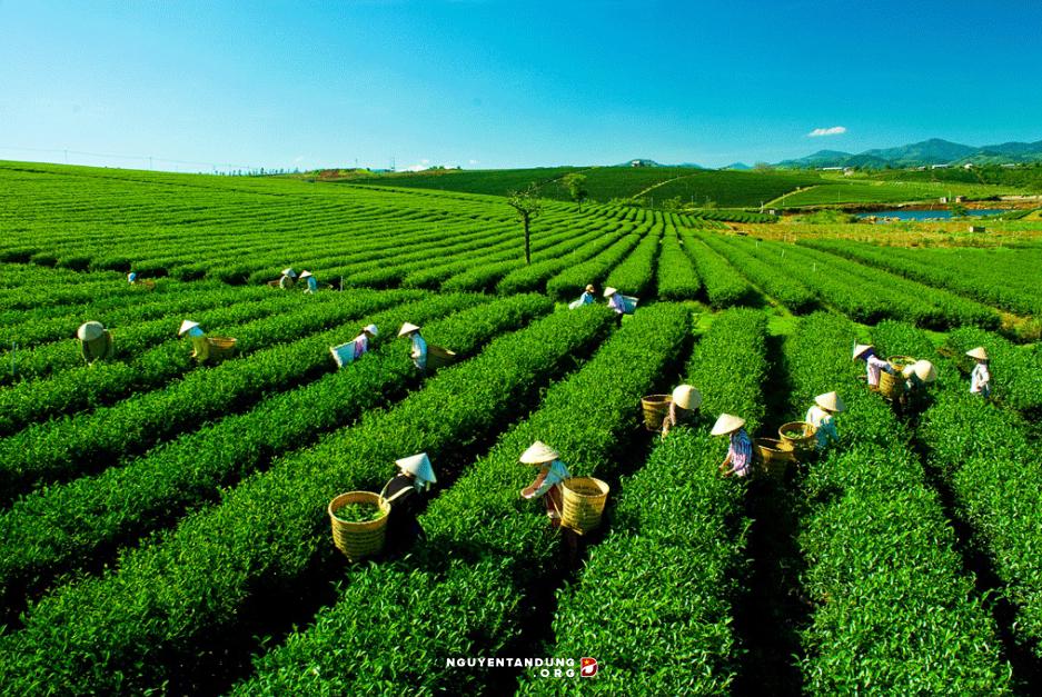 Sắp xếp, đổi mới các công ty nông nghiệp